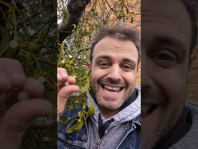 The true meaning of mistletoe