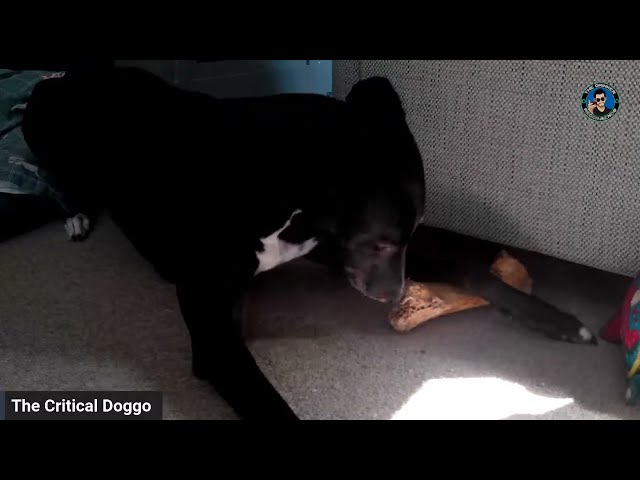Just The Critical Doggo Eating A Bone