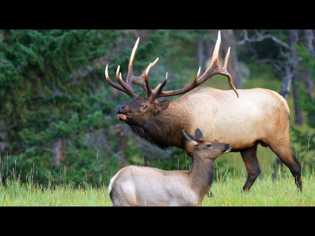 Magnificent Elk Bull Now Rules the Toughest Elk Rut Territory