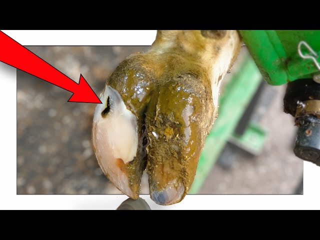 TRIMMING OUT a DEEP PUNCTURE WOUND on COW'S HOOF