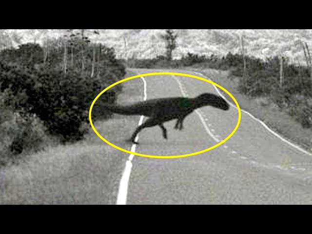 If This Was Not Caught On Camera No One Would Believe It (12 Dinosaurs Caught On Camera)
