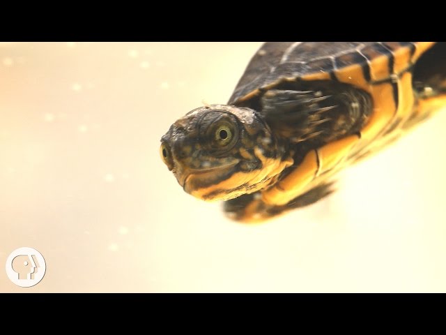 These Crazy Cute Baby Turtles Want Their Lake Back | Deep Look