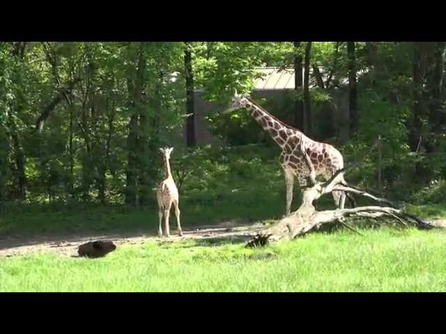 Sony FDR-AX100 Baby Giraffe Video Sample
