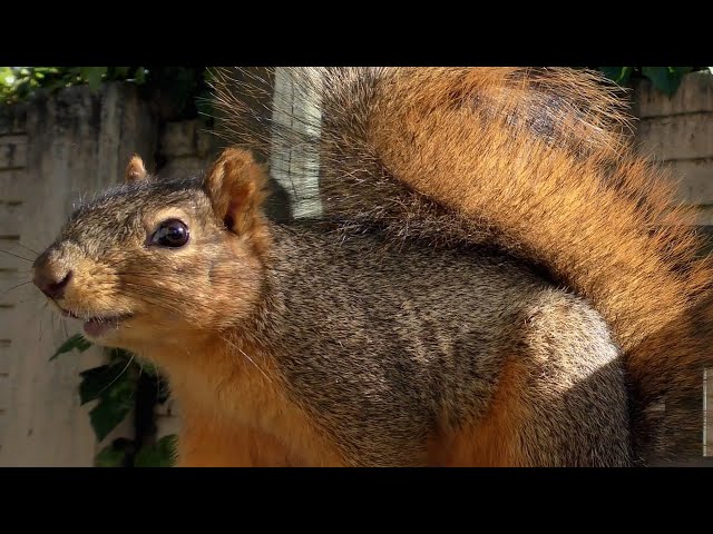 Squirrel Politely Asking For A Nut - Sweetie