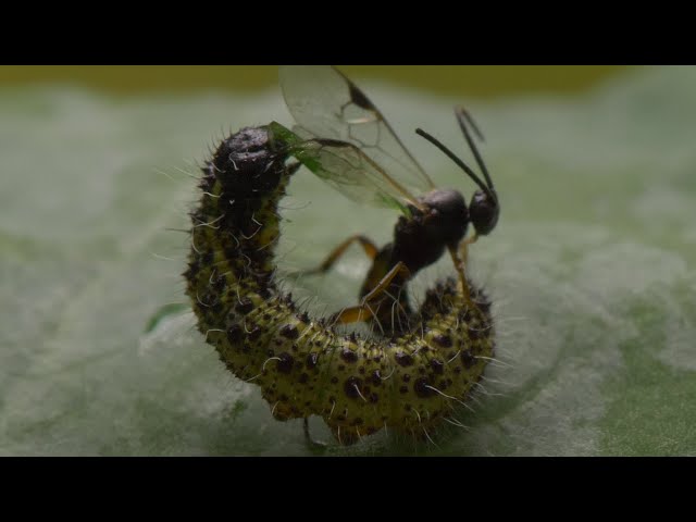 Parasitoid wasps: Like the Alien movies, but real!