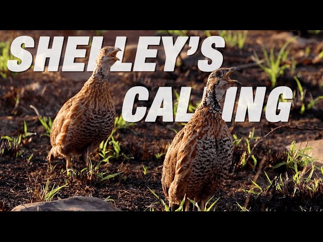 SHELLEY'S FRANCOLIN Calling Loudly