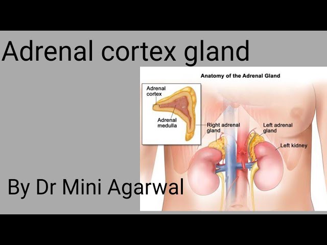Adrenal cortex gland || by Dr Mini Agarwal