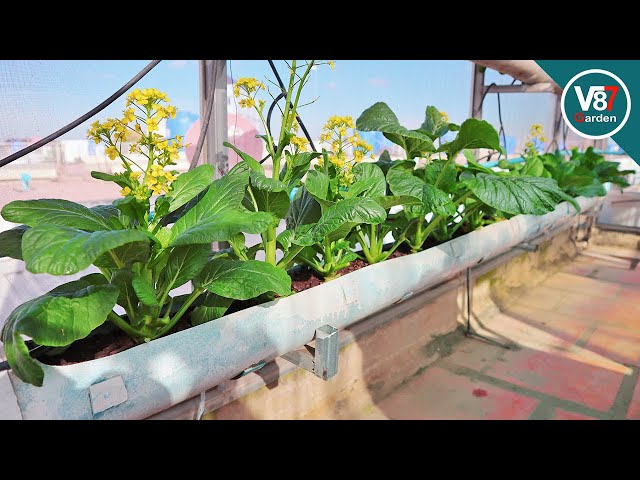 Easy Grow Choy Sum at Home For a Small Space