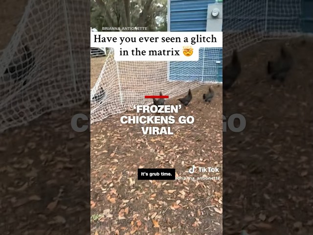 'Frozen' chickens go viral