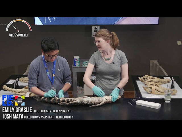 Alligator Dissection [Live Stream]