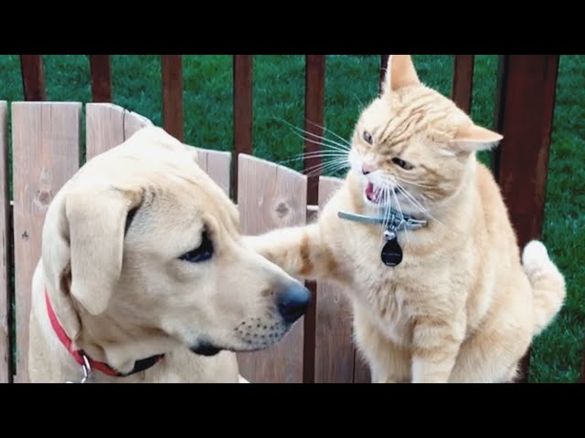 Cats vs Dogs Fighting - Funny Cats and Dogs Compilation || PETASTIC 🐾