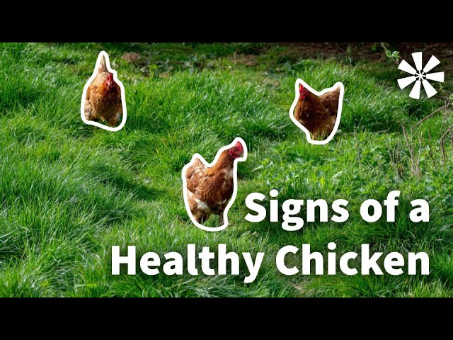 Signs of a Healthy Chicken 🐔