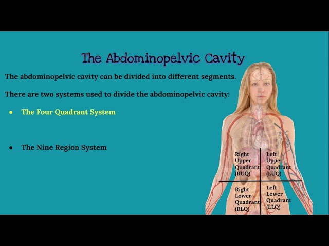 CHAPTER 1 Introduction to Anatomy and Physiology