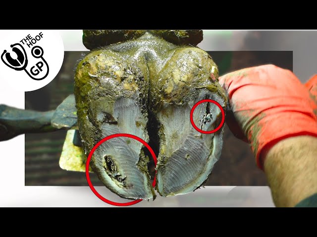 HUGE ANGRY BULL ... has stones, cracks & problems in his feet!!!