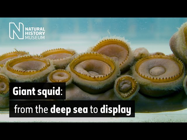Giant squid: from the deep sea to display | Natural History Museum