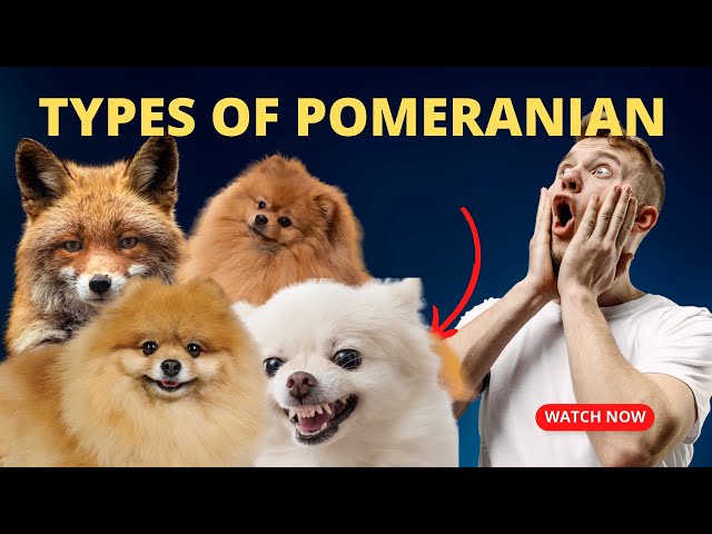 Discover 5 Types of Pomeranian Dogs: Which is Right for You?