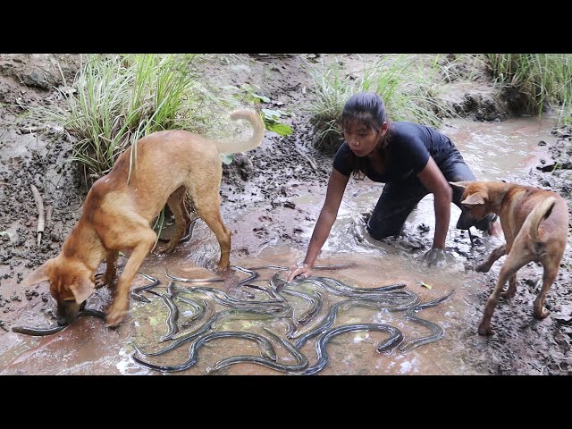 Survival skills: Catch eel with smart puppy for food - Eel curry delicious for dinner with puppies