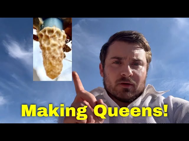 How to Make Queen Bees - Made SIMPLE