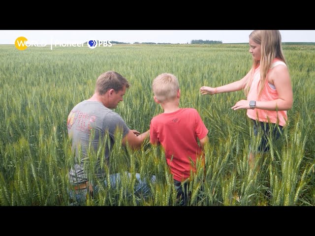 Corn and Soy, Protected Crops | Minnesota's Alt-Meat Revolution | Clip | Local, USA
