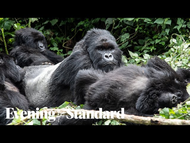 Rwanda Travel: Gorilla trekking and wildlife safaris in 'the land of a thousand hills'