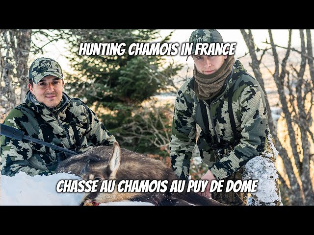 Chamois age class management hunt in the Puy de Dome, France.