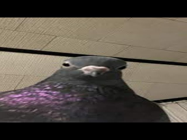 Top 6 Pigeon
