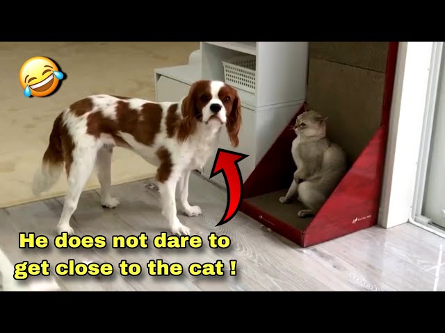 FUNNY CATS and DOGS 😹🐶New Funniest Cute Animals Videos💥 2024