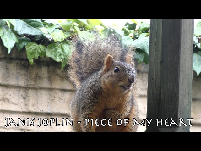 Squirrel Lip-Syncing Poll - Porch Critter karaoke