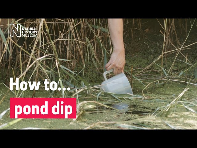 How to pond dip | Natural History Museum