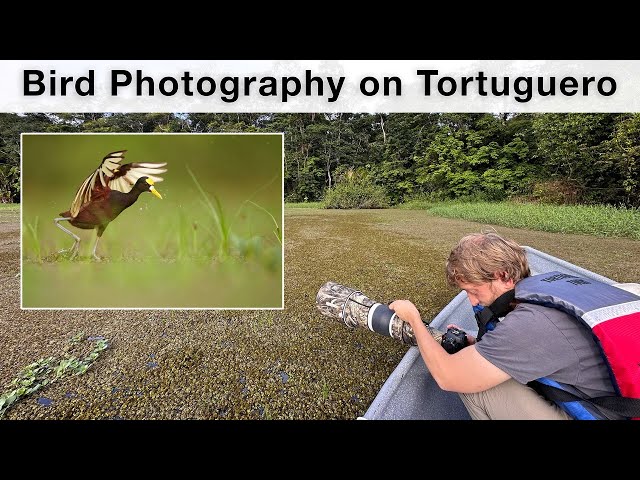 Tortuguero - sea turtles, kingfishers, rain and power cut
