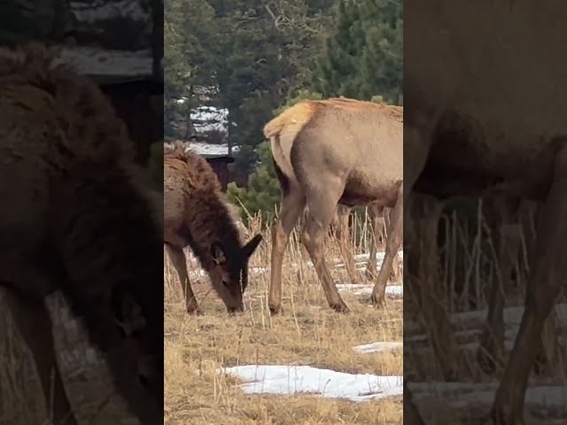 Elk Close and Personal 😜