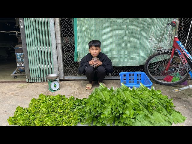 Orphan Boy - Cleaning the Garden Grass, Harvesting Vegetables on the Farm to Sell - Alone Life