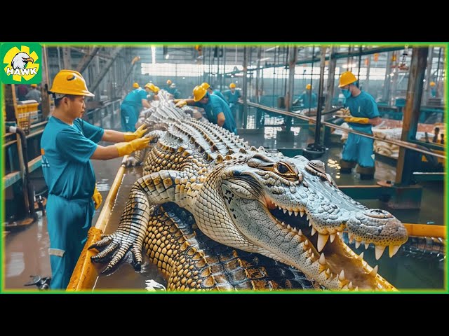 🐊 How Farmers Make $30.8 Million from Crocodile Meat and Skin | Processing Factory