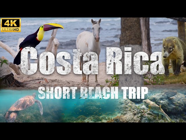 Short cinematic beach trip. Animals around the beaches in costa rica. (Wildlife, FX3,4K)