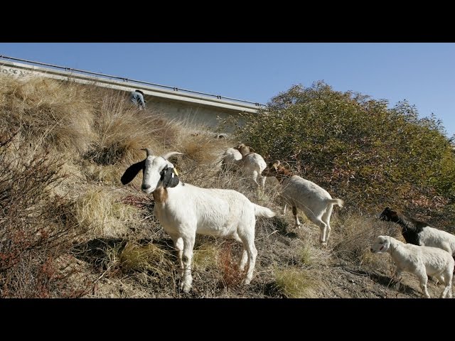 Goats Wildfire Prevention Oakland California