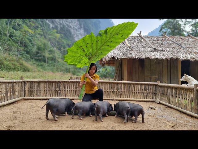 How to build farm life, Wild food for pigs and ducks, Free life in forest - Ep.105