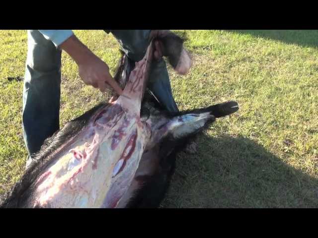 How to Cape and Quarter a Big Wild Boar Hog
