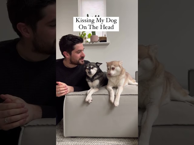 Dramatic Mini Husky Freaks Out When Owner Kisses Other Dog On The Head