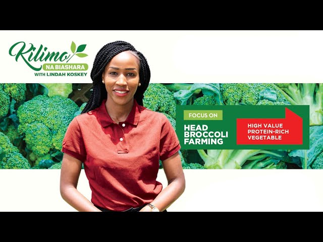 Focus on Head Broccoli Farming | Kilimo na Biashara