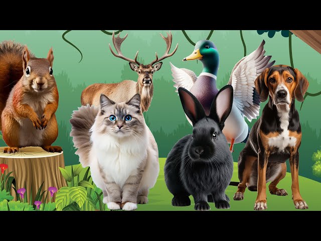 The Most Beautiful Animals Of Asia: Squirrel, Cat, Deer, Rabbit, Duck, Dog