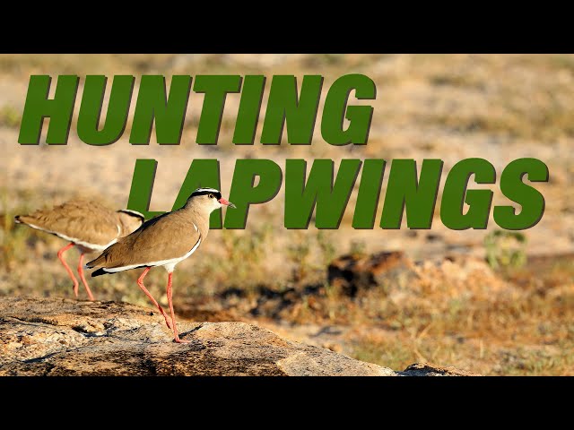 2 Lapwings In 2 Days | Hunting Lapwings On Mongena Game Reserve