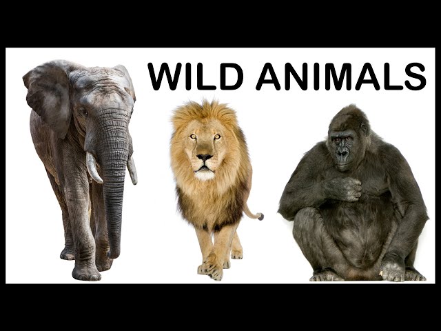Wild Animals Name | Animal Sound | Educational Videos for Toddlers | Preschool Learning for Kids