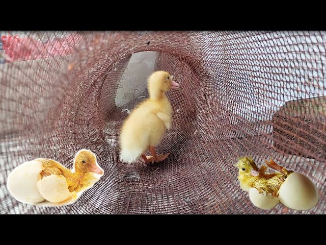 Baby Duck Hatching - Egg Hatching Amazing !!!