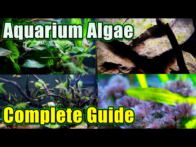Complete Guide to Aquarium Algae - How to Identify it and Get Rid of It!