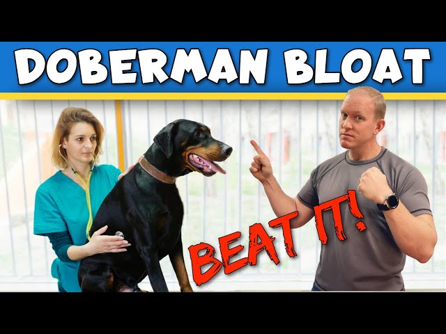 How to Prevent Bloat in Dobermans: What Actually Works