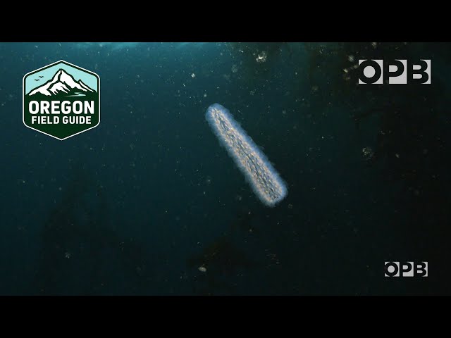 Strange creatures are showing up by the millions along the coast | Pyrosomes | Oregon Field Guide
