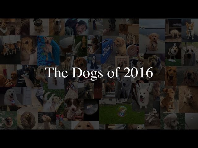 The Dogs of 2016