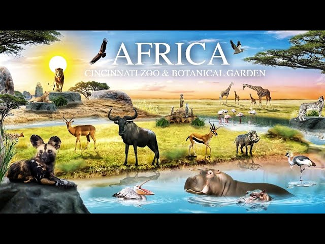 Zoo Tours: Africa at the Cincinnati Zoo (2008)