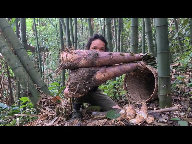 Lucky To Find Giant Bamboo Shoots After Spring Rain, Survival instinct, Wilderness Alone, Ep 193