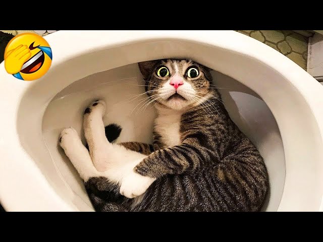 Try Not To Laugh 😅 Funniest Cats and Dogs 2023 😹🐶 Part 5